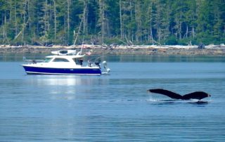 Above: A whale’s tail breaks through the surface of the water as Aspen owner’s watch nearby. Photo via Larry Graf of Aspen Power Catamarans.